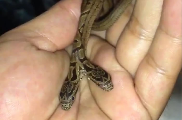 日本大阪民众发现一条野生双头蛇