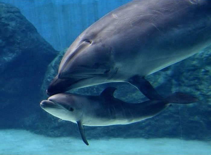 露露和出生4天不到的宝宝。