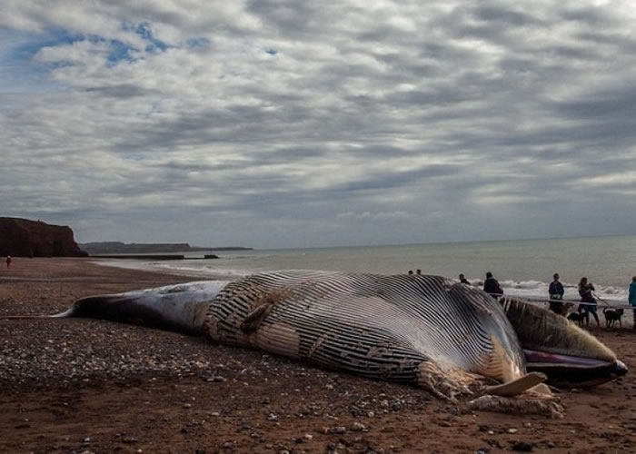 长须鲸搁浅沙滩。