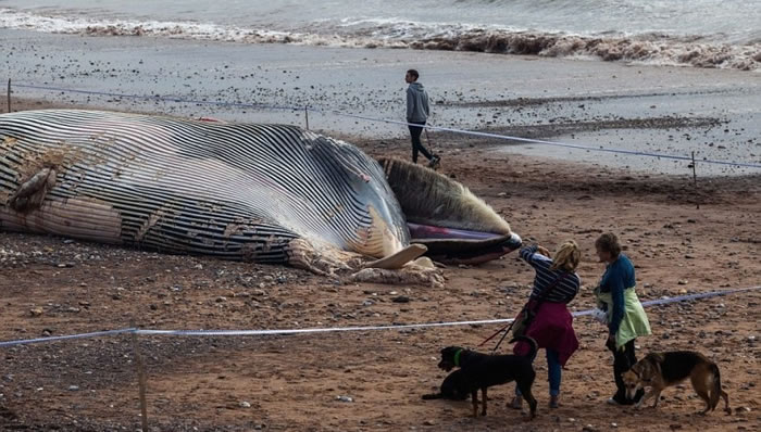 民众尝试走近拍照。