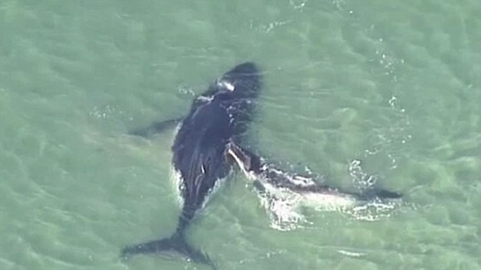 ���޲���˹��ĸ��ͷ��������ǳ��̲ �׾�������ͼ����