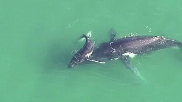 ���޲���˹��ĸ��ͷ��������ǳ��̲ �׾�������ͼ����