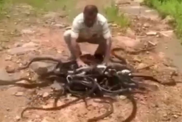 印度公园管理人员森林放生300条蛇 打开布袋四散而逃场面惊吓