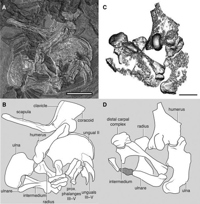 2亿年前变色龙一样的爬行动物“镰龙”有难以置信的独特前肢