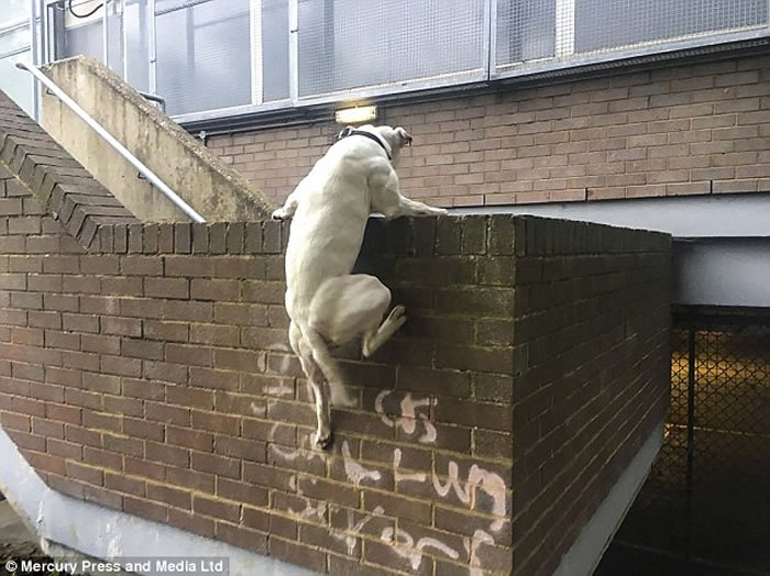 Ӣ������ѵ������Ȯ����ǽ���������¼