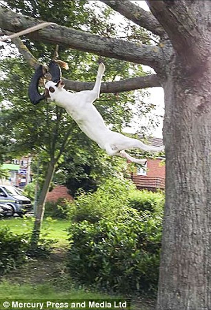 Ӣ������ѵ������Ȯ����ǽ���������¼