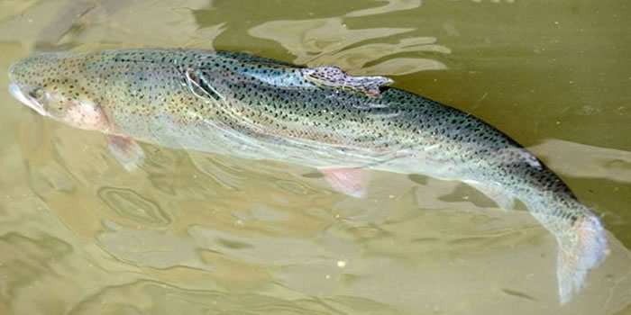 货轮撞破渔网 丹麦8万条“水中杀手”虹鳟逃入大海