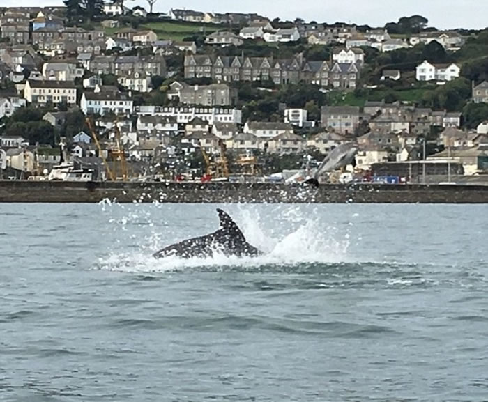内维斯称当时以为海豚正在分娩,没想到原来是幼豚被袭。