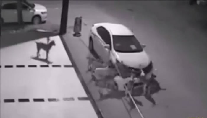 ��ҹ����һȺҰ�� ��רҵ��