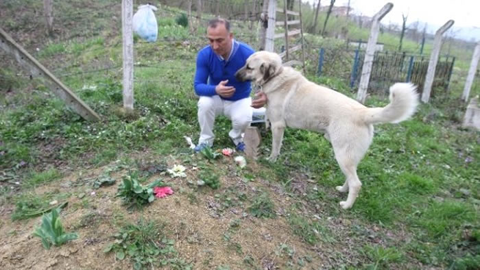 催人泪下:土耳其一只忠犬每天到主人墓前紧贴坟墓土地