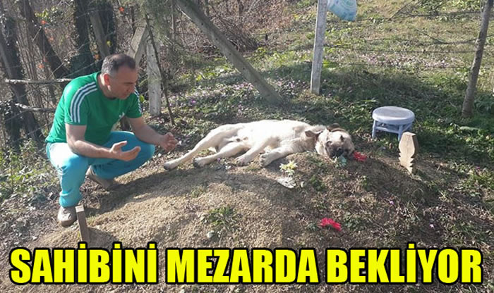 催人泪下:土耳其一只忠犬每天到主人墓前紧贴坟墓土地