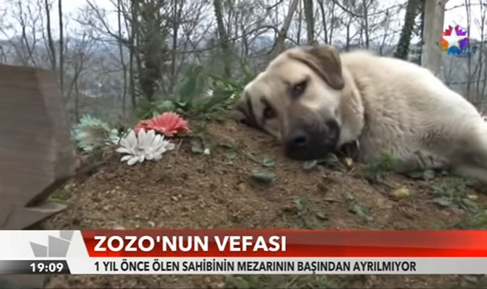 催人泪下:土耳其一只忠犬每天到主人墓前紧贴坟墓土地