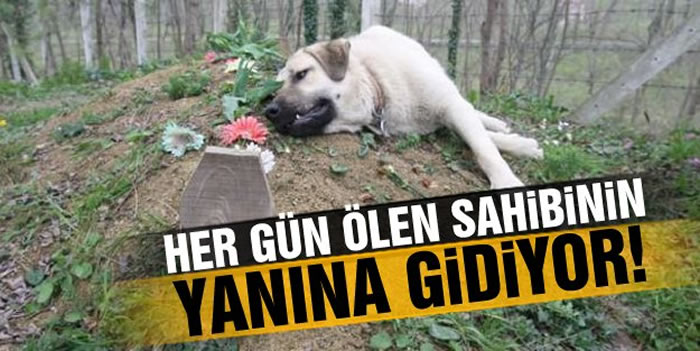 催人泪下:土耳其一只忠犬每天到主人墓前紧贴坟墓土地
