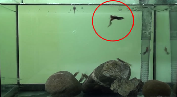 ySmilosicyopus leprurusҧβ͡