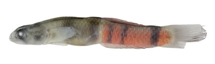 ƱyҧβĻyͼ¬ӯӰɽѧṩ