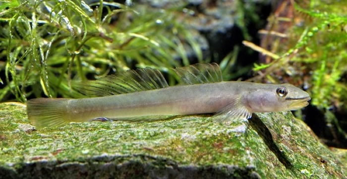 ySmilosicyopus leprurusգͼ̩Ӱɽѧṩ