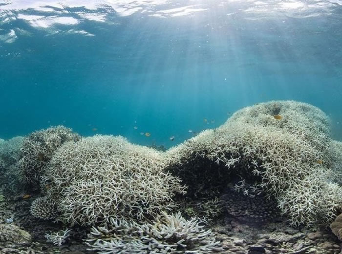 大堡礁近年饱受白化影响。