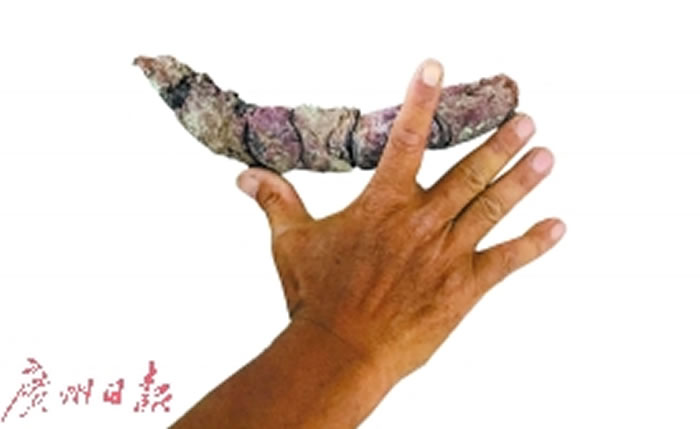 赵灿辉发现的长牙齿化石长约27厘米。