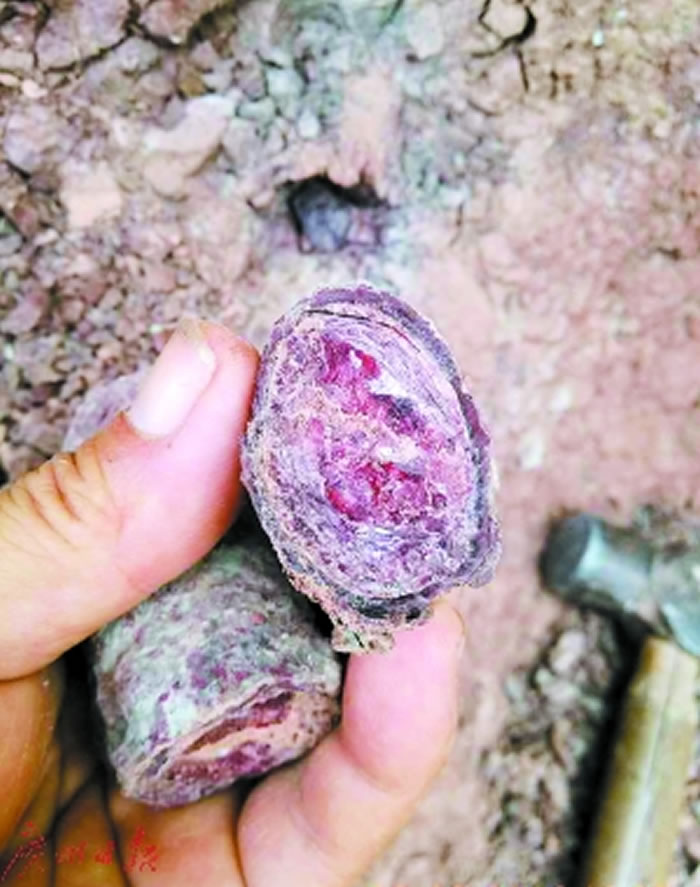 化石的截面呈现紫红色。