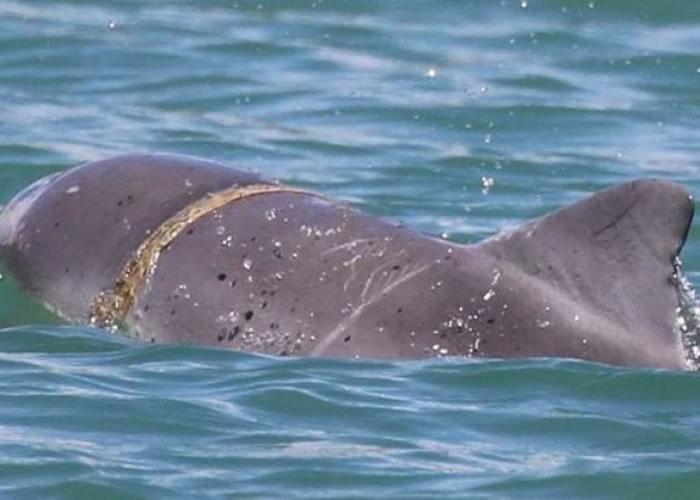 小海豚看似并无异常。