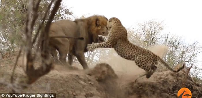 雄狮趁猎豹在睡觉悄悄接近展开攻击