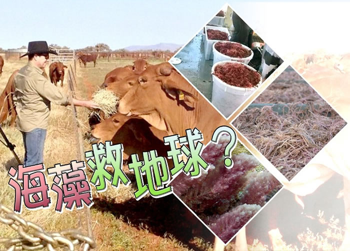 �����о��Ŷ�ϣ����͸��ιţֻʳɹ�ɺ��壬�ɽ��������ŷŵļ�������