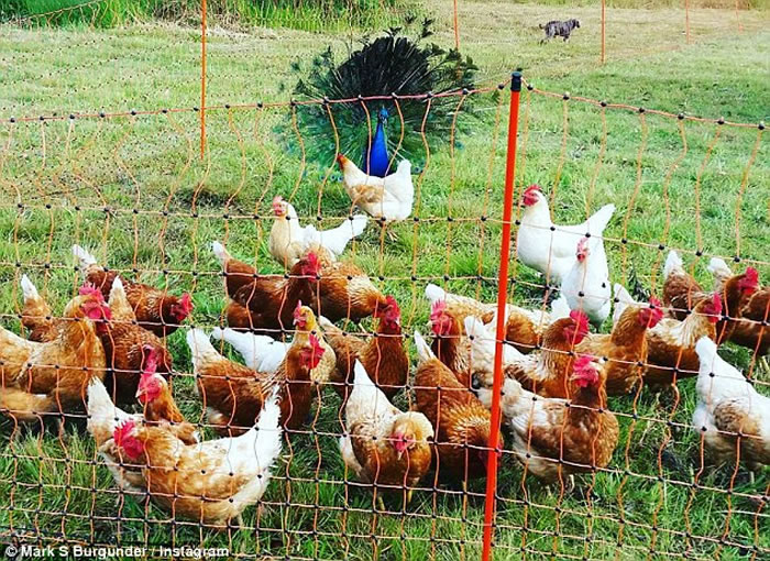 ������ʿ����������һֻ��ȸ ��ӥҲ��������