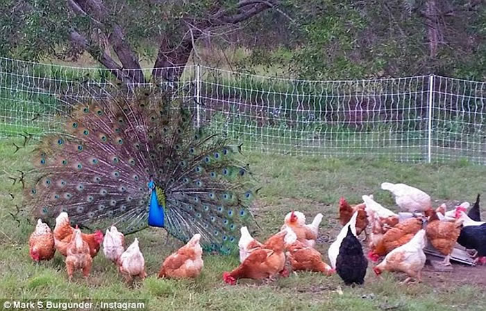 ������ʿ����������һֻ��ȸ ��ӥҲ��������