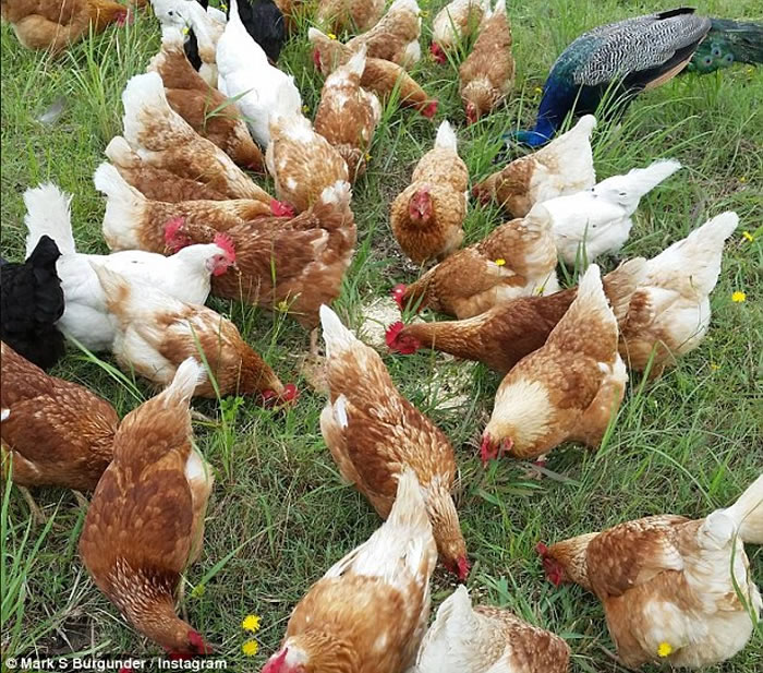 ������ʿ����������һֻ��ȸ ��ӥҲ��������