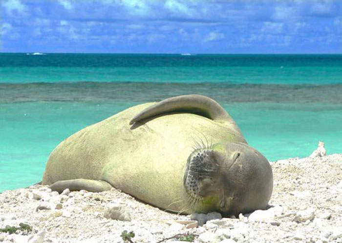 ȫ��ֻʣ1300ֻ������ɮ������������200ֻ�������Ľ��ĺ������