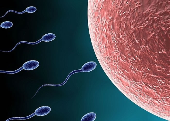 新化合物可抑制精子游动。