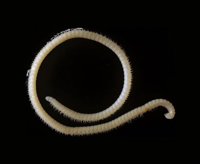 美洲杉国家公园发现414条腿的千足虫Illacme tobin