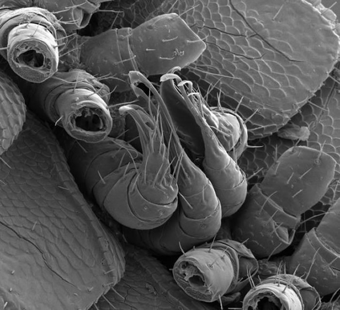 中间4条腿已进化为4条阴茎