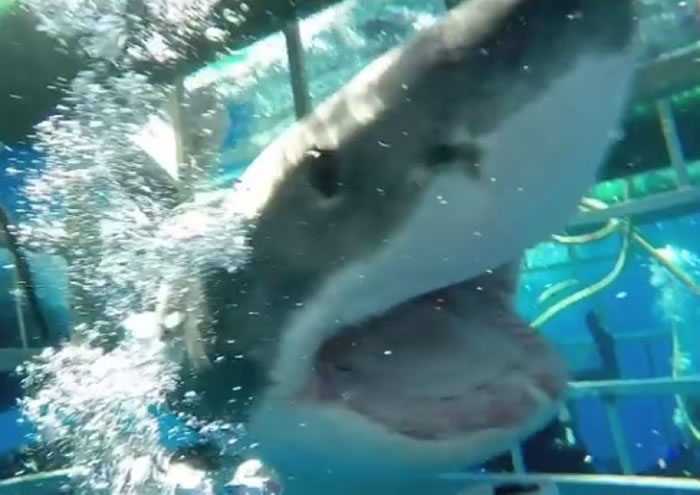 ����ǿ��������У��ſ�Ѫ���ڡ�