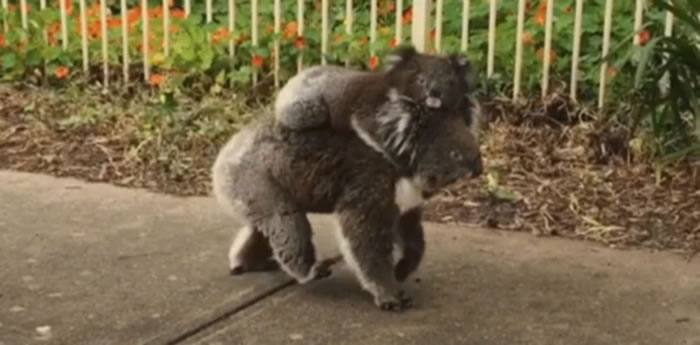 ���޽�ͷ�л�ë��ѭ���е����� ԭ������β�����豳����ɢ��