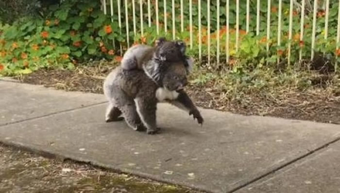 ���޽�ͷ�л�ë��ѭ���е����� ԭ������β�����豳����ɢ��