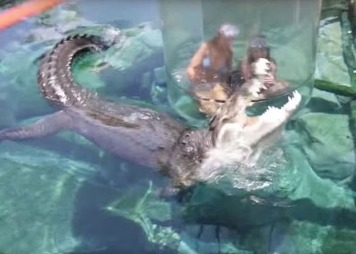 游客可隔着玻璃跟鳄鱼互动。