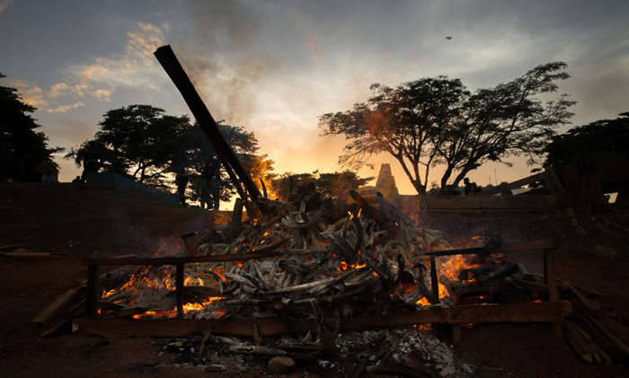 全球野生动物数量因为受到人类相关活动影响而大减