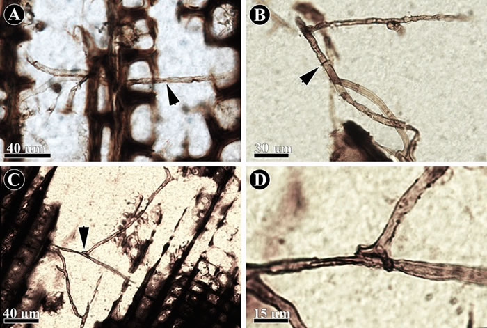 新疆地区晚二叠世木材中的真菌化石