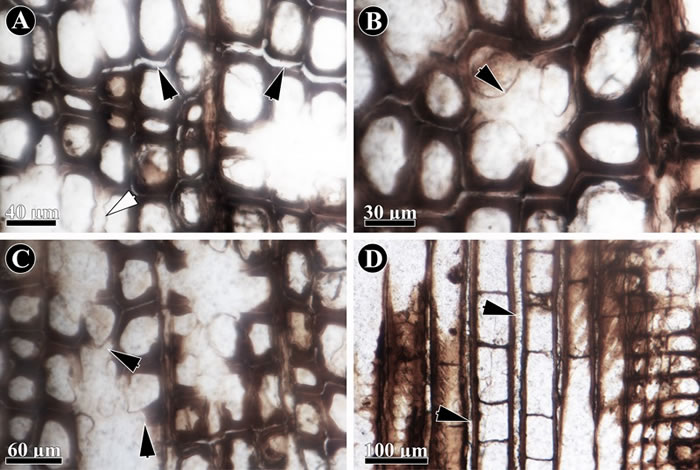 化石木材的降解过程(由胞间层开始A, D,逐渐向次生壁降解B,C)