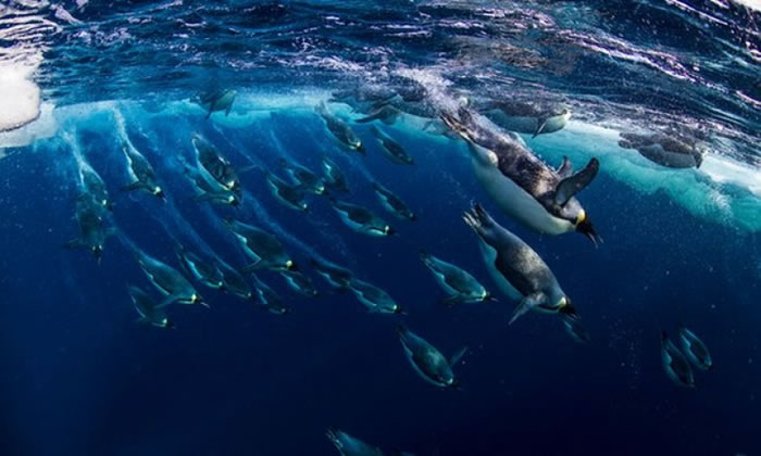 南冰洋的帝王企鹅。