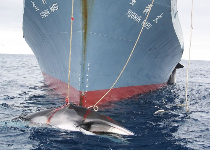 国际捕鲸委员会通过决议同意更严格监督日本的“科学”捕鲸