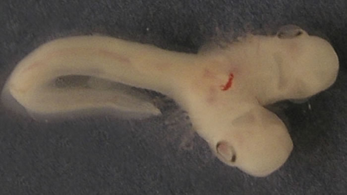 科学家表示首次发现拥有两个头的鲨鱼胚胎。