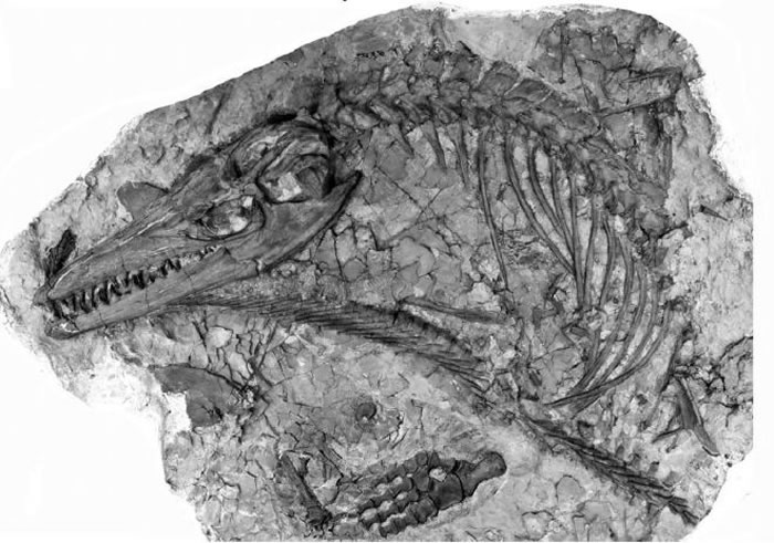 加拿大阿尔伯塔省页岩中发现的7400万年前密苏里沧龙化石揭示古“海怪”之战