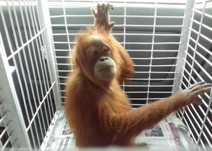 它在组织照顾下,慢慢适应全新生活。