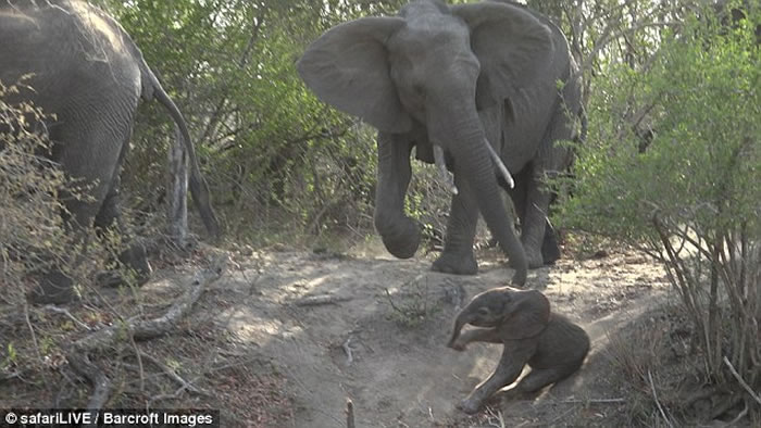 Ϸǿ³ҹ԰Сб 쳤ǾȻ