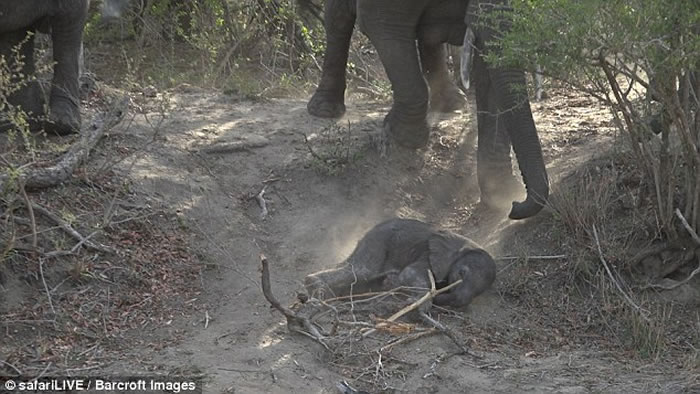 Ϸǿ³ҹ԰Сб 쳤ǾȻ