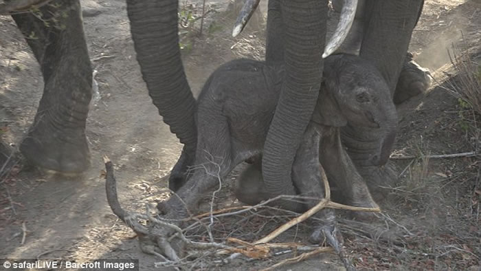 Ϸǿ³ҹ԰Сб 쳤ǾȻ