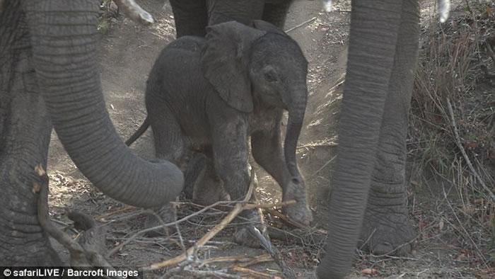 Ϸǿ³ҹ԰Сб 쳤ǾȻ