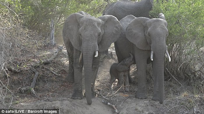 Ϸǿ³ҹ԰Сб 쳤ǾȻ